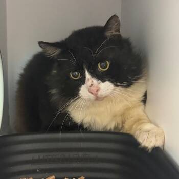Domestic Long Hair Cats Available for Adoption in Lake Jackson, Texas - Muffin | PetCurious