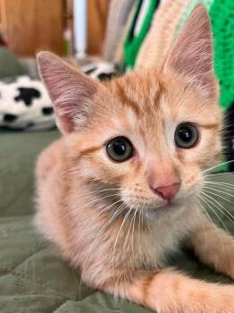 Wasabi -  Domestic Short Hair Cat for Adoption in Wellington, Kansas - Wasabi | PetCurious