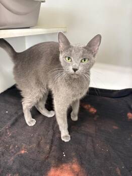 Demi -  Domestic Short Hair Cat for Adoption in Rochester, Indiana - Demi | PetCurious
