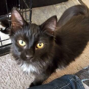 Suzy Q -  Domestic Medium Hair Cat for Adoption in Knoxville, Tennessee - Suzy Q | PetCurious