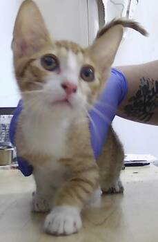 Darren -  Domestic Short Hair Cat for Adoption in Dayton, Minnesota - Darren | PetCurious