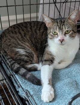 American Shorthair Cats Available for Adoption in Wilmington, North Carolina - Pepper | PetCurious