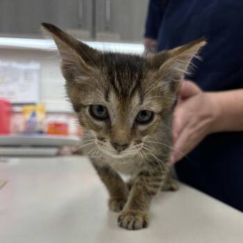 Odysseus -  Domestic Short Hair Cat for Adoption in Beaumont, Texas - Odysseus | PetCurious