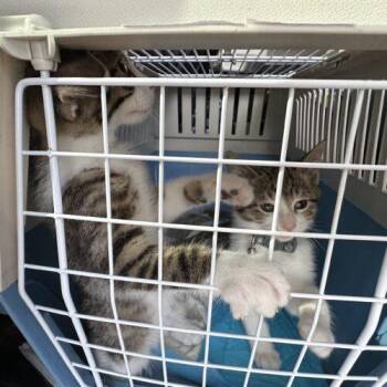 Tabby and Domestic Short Hair Cats Available for Adoption in Edmond, Oklahoma - Schmidt | PetCurious