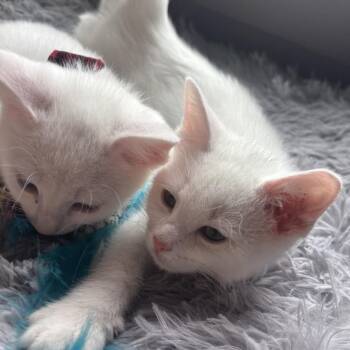 Domestic Short Hair Cats Available for Adoption in Chattanooga, Tennessee - Hemnes & Nordii (bonded Pair) | PetCurious