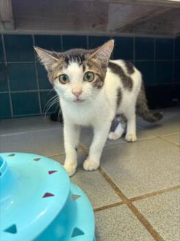Smoll -  Domestic Short Hair Cat for Adoption in Honolulu, Hawaii - Smoll | PetCurious