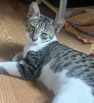 Mocha -  Domestic Short Hair Cat for Adoption in Mayfield, New York - Mocha | PetCurious