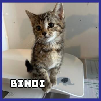 Domestic Short Hair Cats Available for Adoption in Glenwood, Minnesota - Bindi | PetCurious