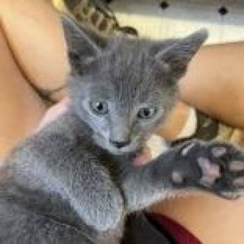 Leia Organa -  Domestic Short Hair Cat for Adoption in Flagstaff, Arizona - Leia Organa | PetCurious