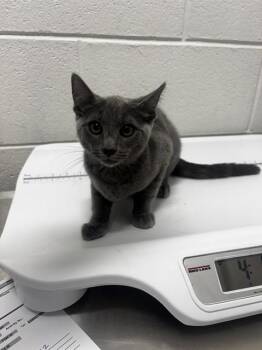 MILAN -  Domestic Short Hair Cat for Adoption - MILAN | PetCurious