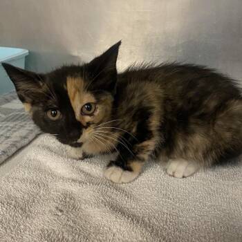 Chai -  Domestic Short Hair Cat for Adoption in Columbus, Georgia - Chai | PetCurious