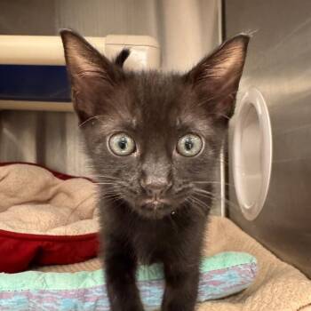 Merry -  Domestic Short Hair Cat for Adoption in West Palm Beach, Florida - Merry | PetCurious