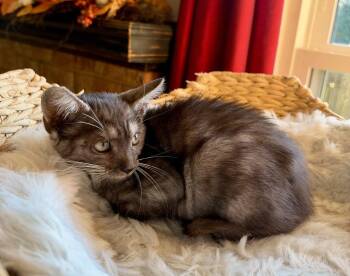 Sariah -  Domestic Short Hair and Tabby Cat for Adoption in Virginia Beach, Virginia - Sariah | PetCurious