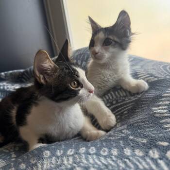 Tok -  Domestic Medium Hair Cat for Adoption in Brea, California - Tok | PetCurious