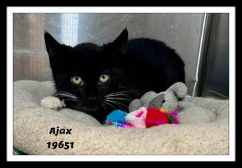 AJAX -  Domestic Short Hair and Tuxedo Cat for Adoption in Marietta, Georgia - AJAX | PetCurious