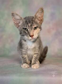 KIWI -  Domestic Short Hair Cat for Adoption in Jacksonville, Florida - KIWI | PetCurious