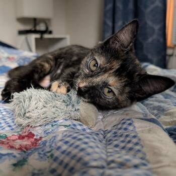 Scary Spice -  Domestic Short Hair Cat for Adoption in Laramie, Wyoming - Scary Spice | PetCurious