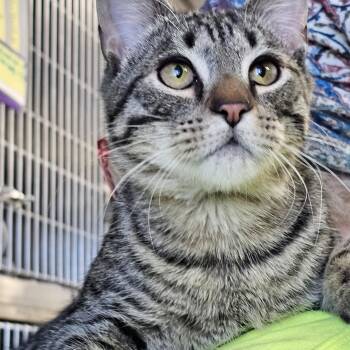 Domestic Short Hair Cats Available for Adoption - Hubie | PetCurious