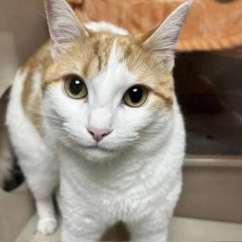 Mila & Miles Bonded Pair -  Domestic Short Hair Cat for Adoption in East Brookfield, Massachusetts - Mila & Miles Bonded Pair | PetCurious