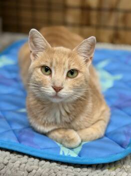 Almond -  Domestic Short Hair Cat for Adoption in Reeseville, Wisconsin - Almond | PetCurious