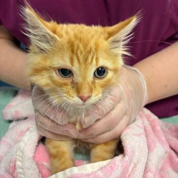 Gordo -  Domestic Long Hair Cat for Adoption in Newark, New Jersey - Gordo | PetCurious