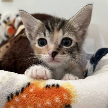 Zenon 10 -  Domestic Short Hair Cat for Adoption in Austin, Texas - Zenon 10 | PetCurious