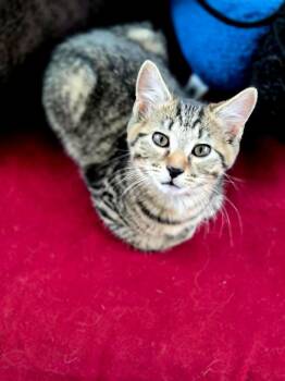 Tabby and Domestic Short Hair Cats Available for Adoption in Cincinnati, Ohio - Rocket | PetCurious