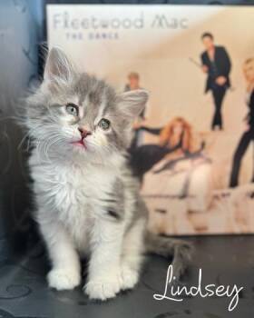 Lindsey -  Domestic Long Hair and Domestic Short Hair Cat for Adoption in Morton Grove, Illinois - Lindsey | PetCurious
