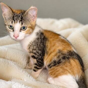 Gwen -  Domestic Short Hair Cat for Adoption in Lemoyne, Pennsylvania - Gwen | PetCurious