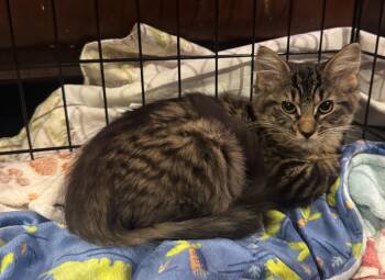 Paulette -  Maine Coon and Domestic Medium Hair Cat for Adoption in Syosset, New York - Paulette | PetCurious