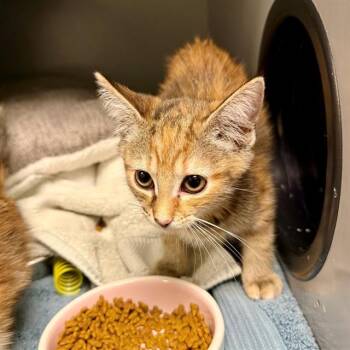 Domestic Short Hair Cats Available for Adoption in Leesburg, Virginia - SWEET PEA | PetCurious