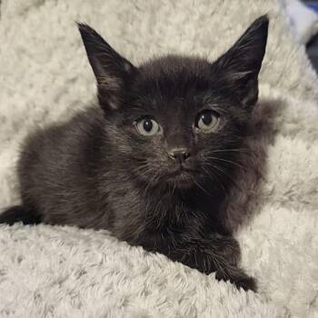 Nisha -  Domestic Medium Hair Cat for Adoption in Allen, Texas - Nisha | PetCurious