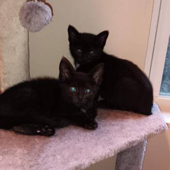 Electra -  Domestic Short Hair Cat for Adoption in Mooresville, North Carolina - Electra | PetCurious