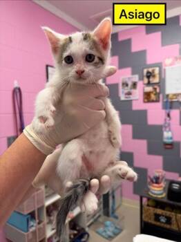 Asiago -  Domestic Short Hair Cat Available for Adoption in Columbus, Indiana - Asiago | PetCurious
