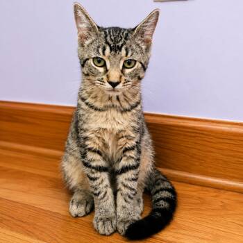 Huckleberry -  Domestic Short Hair Cat for Adoption in Hopkinton, Massachusetts - Huckleberry | PetCurious
