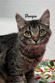 Domestic Medium Hair Cats Available for Adoption - Doogie | PetCurious