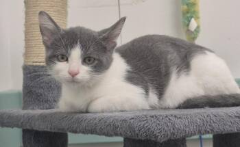 Chicken -  Domestic Short Hair Cat for Adoption in South Bend, Indiana - Chicken | PetCurious