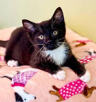 Twiggy is terrific teeny and tiny - RESCUE FAV -  Tuxedo Cat for Adoption in Bedford Hills, New York - Twiggy Is Terrific Teeny And Tiny - RESCUE FAV | PetCurious