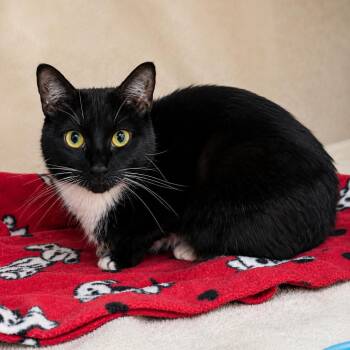 Mittens -  Domestic Short Hair Cat for Adoption in Hopkinton, Massachusetts - Mittens | PetCurious