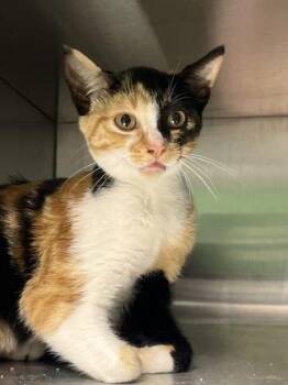Udon -  Domestic Short Hair Cat for Adoption in Fort Worth, Texas - Udon | PetCurious