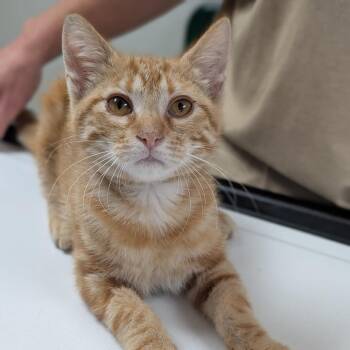 Solomon -  Domestic Short Hair Cat for Adoption in Canton, Illinois - Solomon | PetCurious