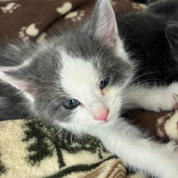 Sushi -  Domestic Short Hair Cat for Adoption in Oak Park, Illinois - Sushi | PetCurious