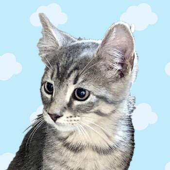 Domestic Short Hair Cats Available for Adoption in Denison, Texas - Braylon | PetCurious