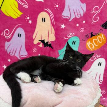 Spice -  Domestic Short Hair and Siamese Cat for Adoption in Riverwoods, Illinois - Spice | PetCurious