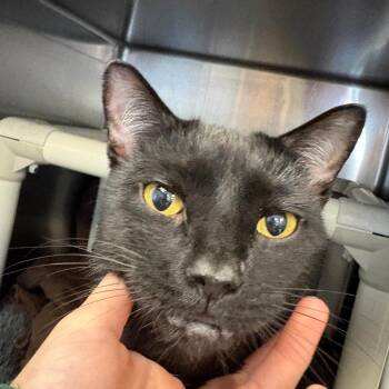 Andrew -  Domestic Short Hair Cat for Adoption in Brockton, Massachusetts - Andrew | PetCurious