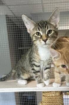 Otter -  Domestic Short Hair Cat for Adoption in Lincoln, Nebraska - Otter | PetCurious