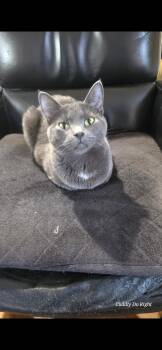 Jazz -  Domestic Short Hair Cat for Adoption in Chicago, Illinois - Jazz | PetCurious