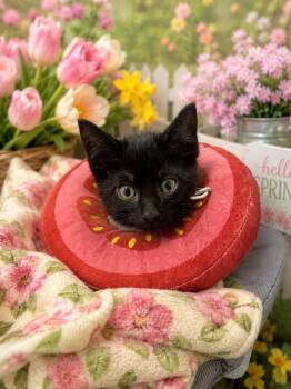 Joey -  Domestic Short Hair Cat for Adoption in Belleville, Michigan - Joey | PetCurious