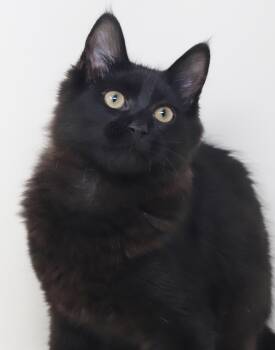 Clark cannot be any sweeter or cuter - read bio for FULL story b -  Maine Coon and Ragdoll Cat for Adoption in Bedford Hills, New York - Clark Cannot Be Any Sweeter Or Cuter - Read Bio For FULL Story B | PetCurious