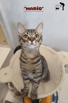 Mario -  Domestic Short Hair Cat for Adoption in Centerville, Utah - Mario | PetCurious